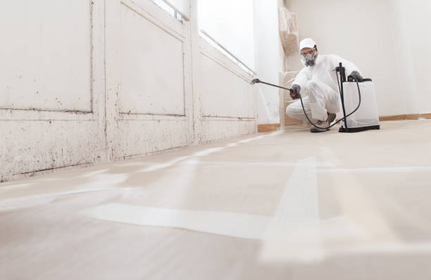 24/7 Emergency Basement Mold Removal experts in Dupont, PA