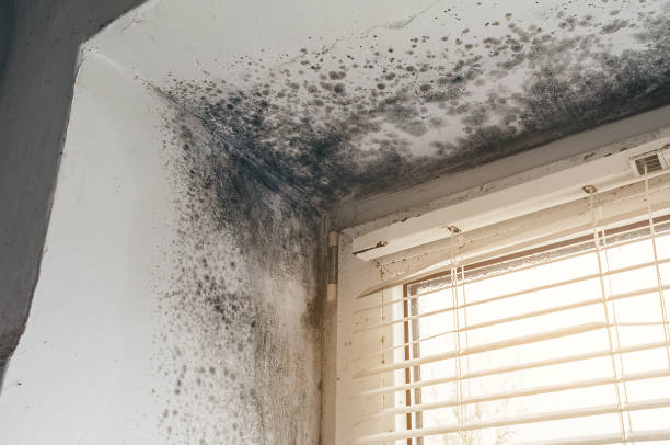 Affordable Basement Mold Removal solutions in Dupont, PA