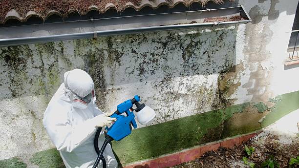 Top rated local Basement Mold Removal specialists in Dupont, PA